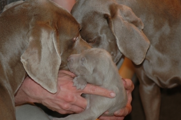 Abel Pingus Sirius van Bekkeman en Nina van de Nijman met één van hun 13 puppies